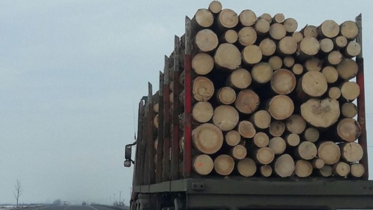 metoda incredibila folosita de hotii de lemne