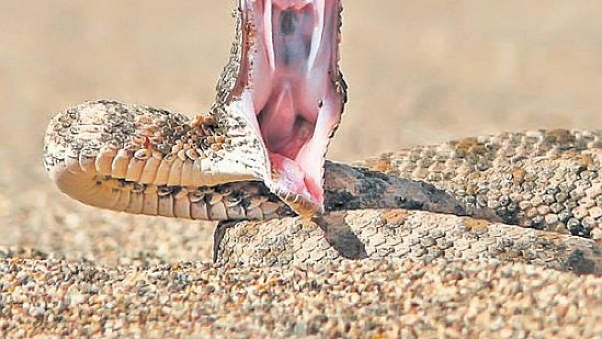 alerta in romania barbat muscat de vipera intr o zona extrem de frecventata de turisti
