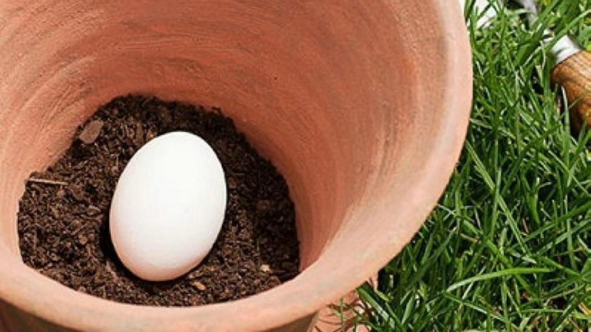 trucul genial pe care poti sa il incerci si tu acasa a pus un ou intreg intr un ghiveci si l a