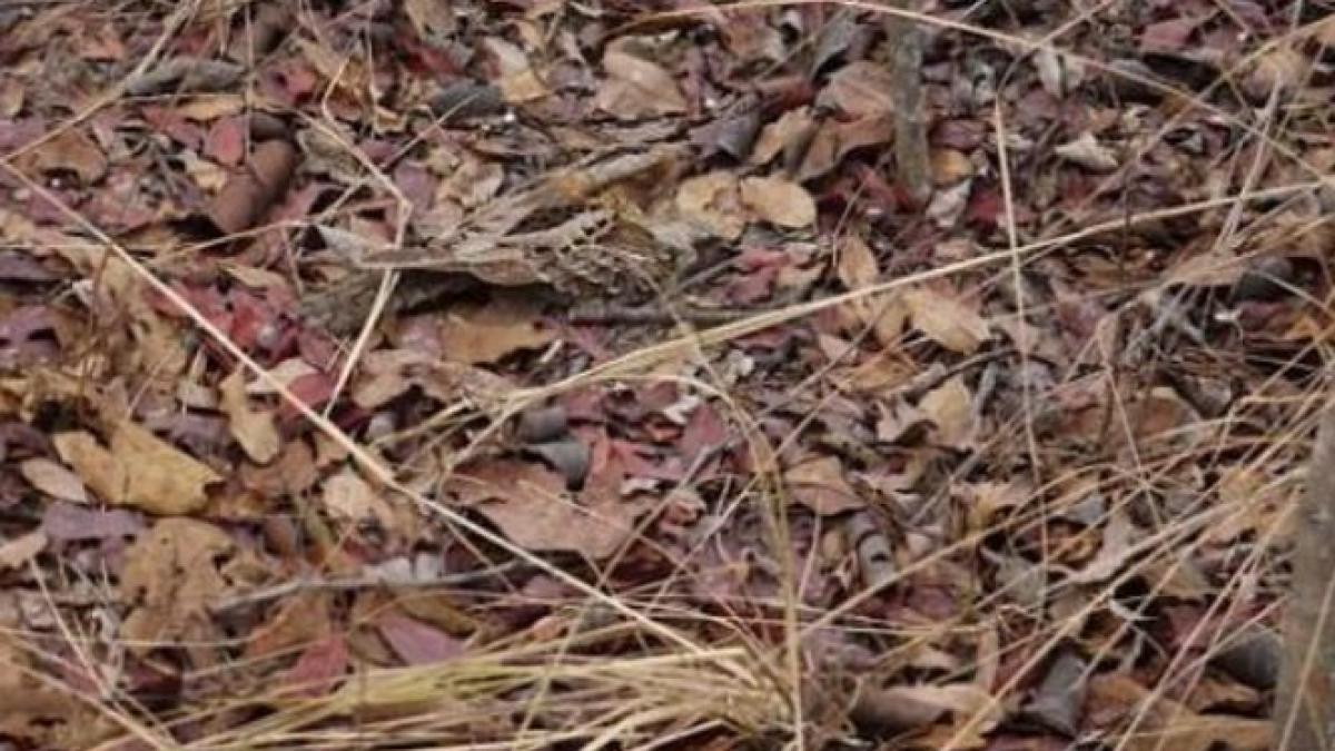 tu poti vedea ce se ascunde in imagine putini reusesc sa observe acest detaliu