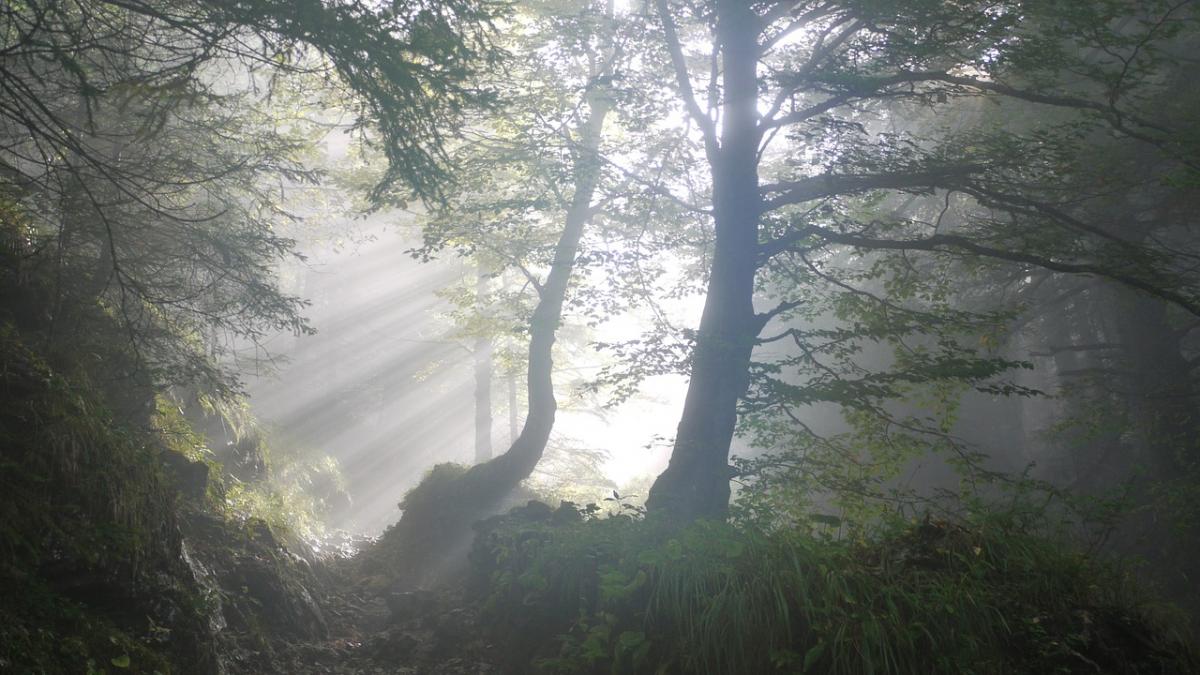 un cadavru a fost descoperit pe muntele tampa