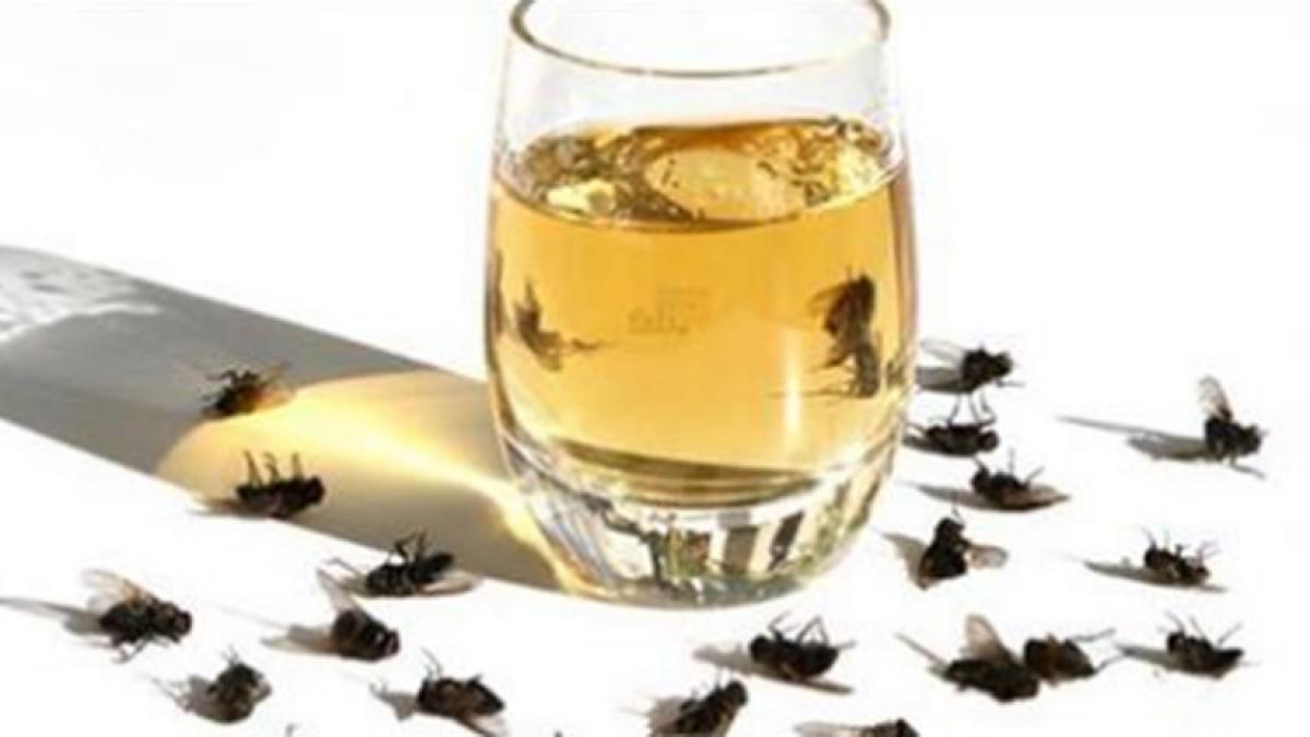 cum scapi rapid de mustele enervante ce intra in casa mereu solutia este la indemana oricui foto