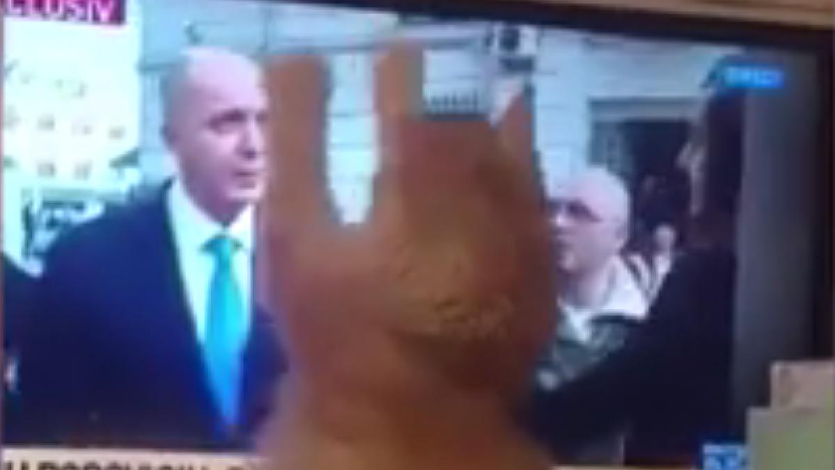 cine isi doreste sa il prinda pe puiu popoviciu