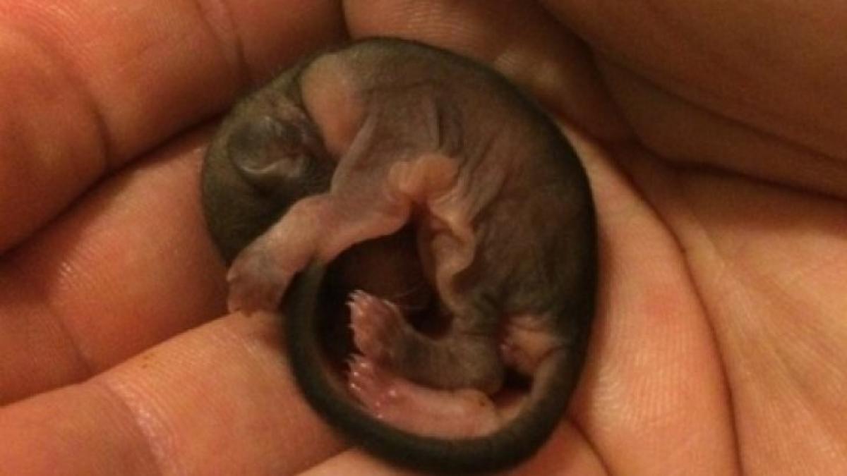 a salvat un pui gasit pe strada cand a crescut a avut un soc creatura se transformase in