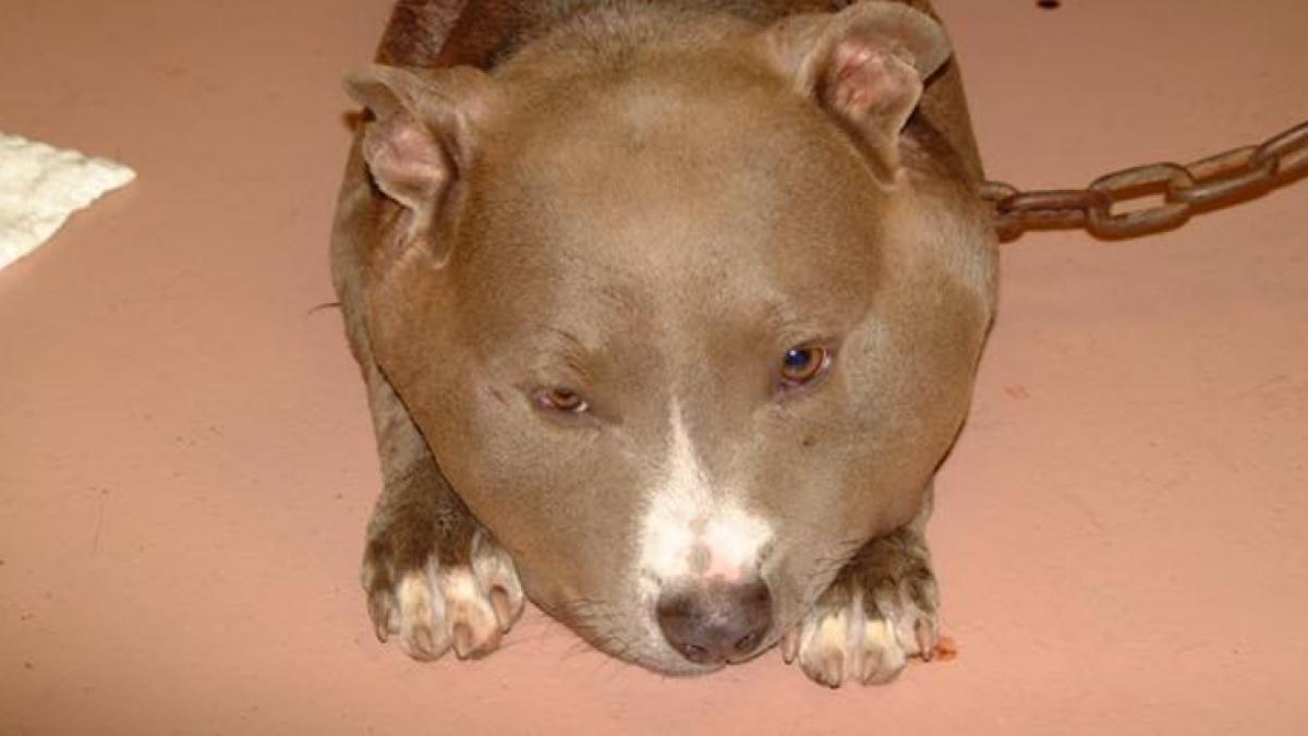 dupa ce au salvat un caine au vazut ca acesta are o infatisare bizara motivul pentru care