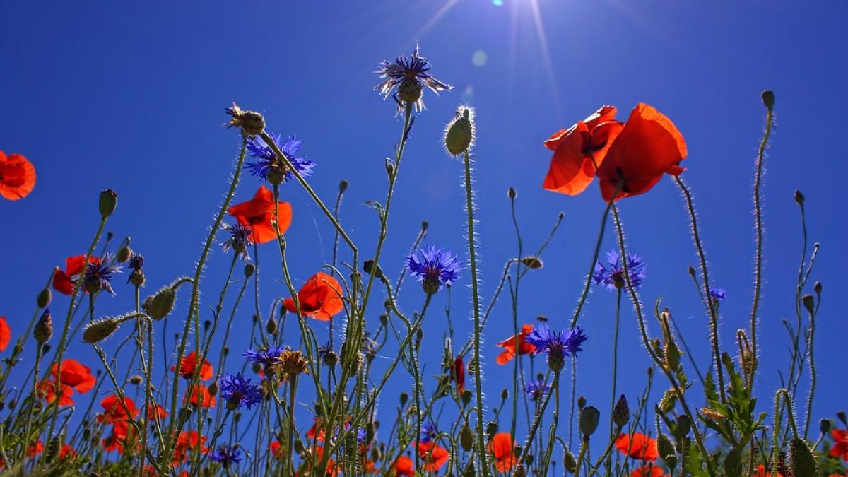 romanii se roaga la dumnezeu pentru ploaie cum au fost fotografiati oamenii foto