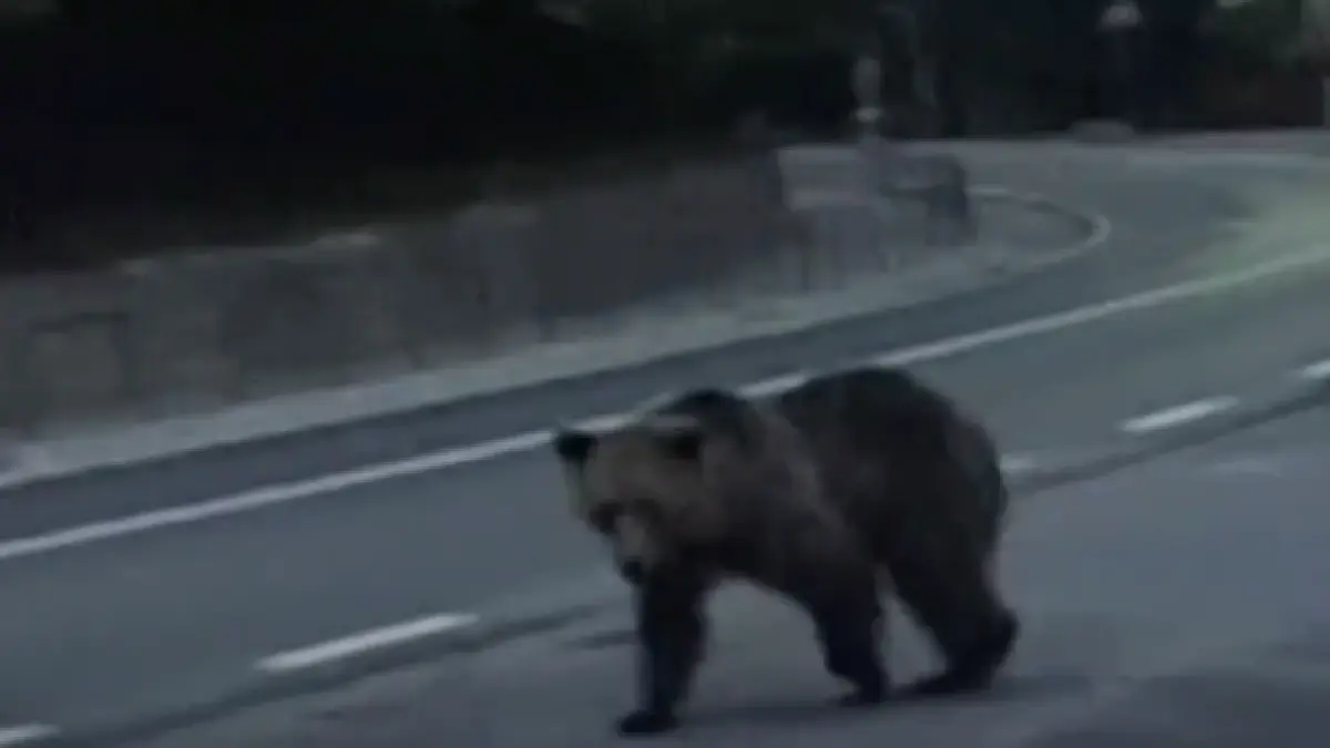 bbc ursii infometati cauta mancare intr un oras din romania video