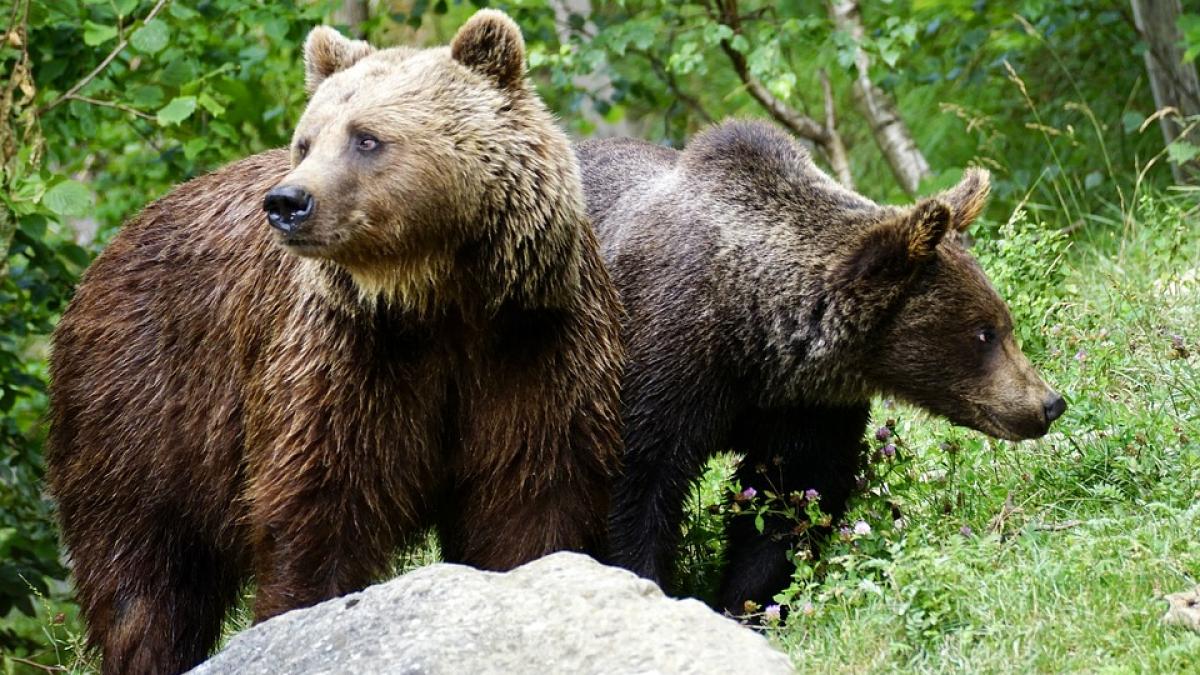 cinci turisti care au fugit de ursi s au ratacit in muntii bucegi