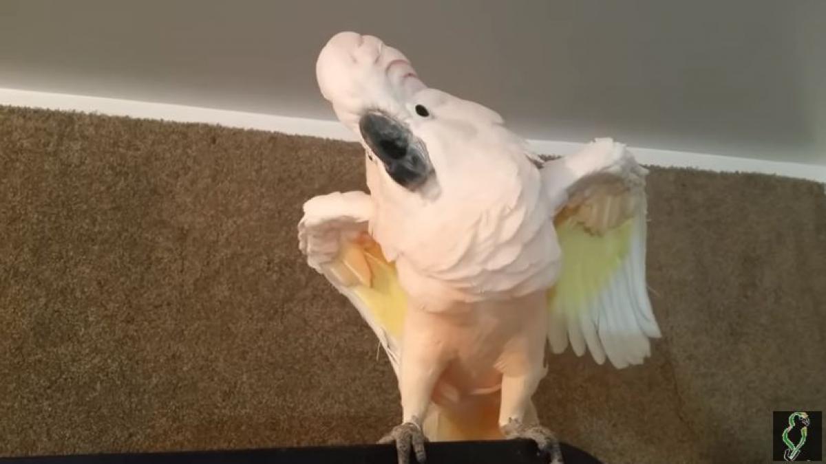 ii cere papagalului sa intre in cusca iar ceea ce urmeaza te va face sa razi cu lacrimi video