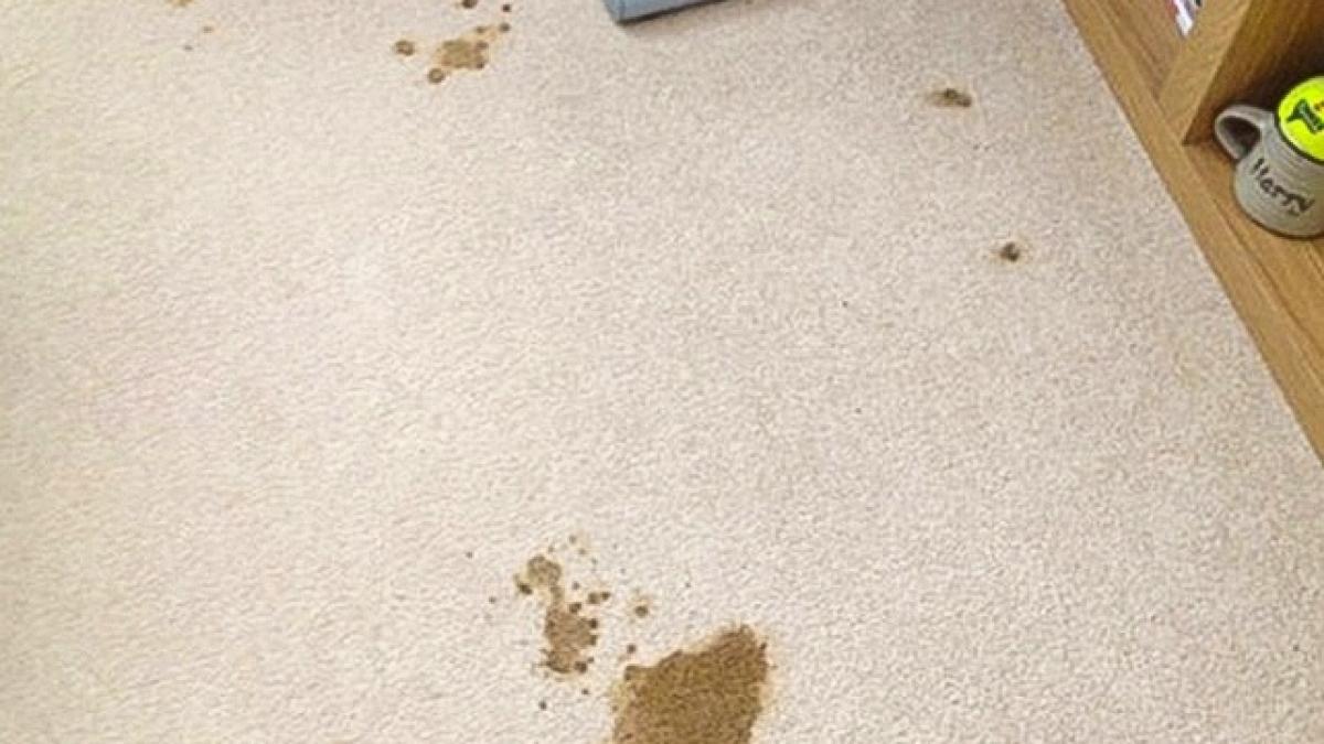 ti ai patat covorul solutia asta ieftina scoate rapid orice pata te costa doi lei