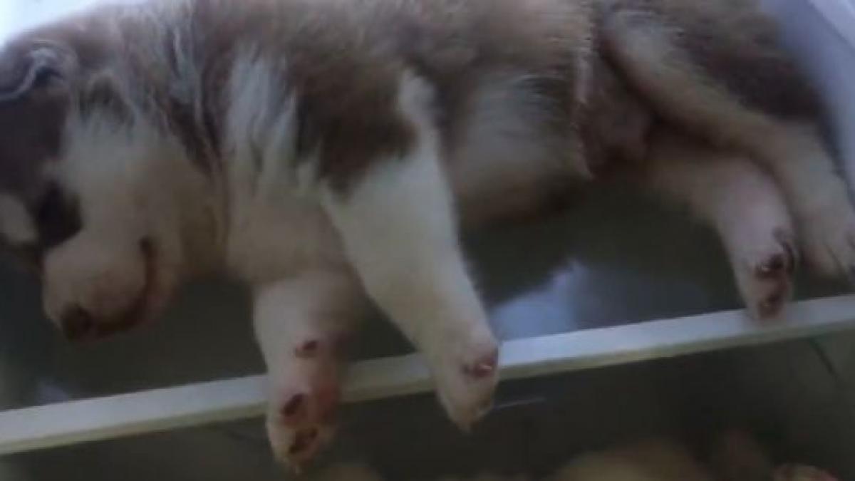 acesti catei au gasit locul perfect pentru a face siesta video