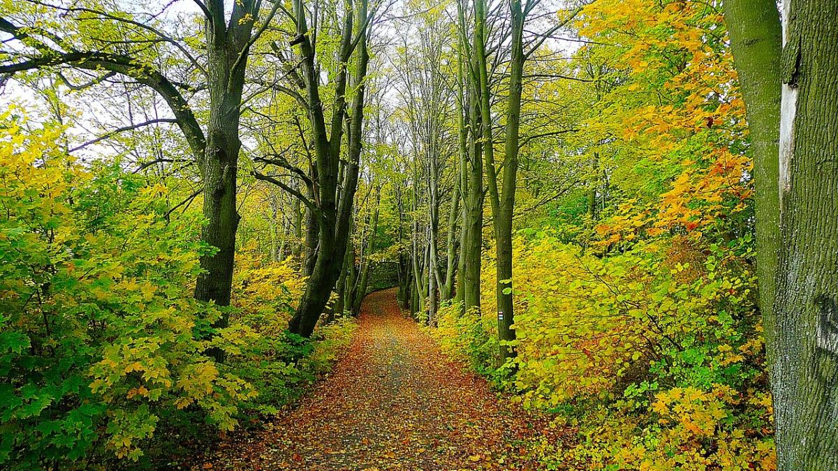 doi moldoveni au fost rapiti bagati in portbagajul unei masini de teren dusi intr o padure si pusi