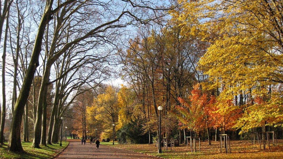 noua specie de insecte care a invadat bucurestiul spray ul antitantari nu are efect asupra lor