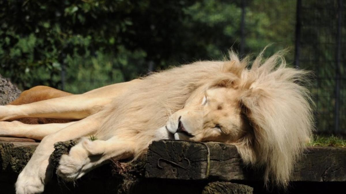 gratiile de la zoo vor disparea intre lei tigri si vizitatori nu vor mai exista obstacole