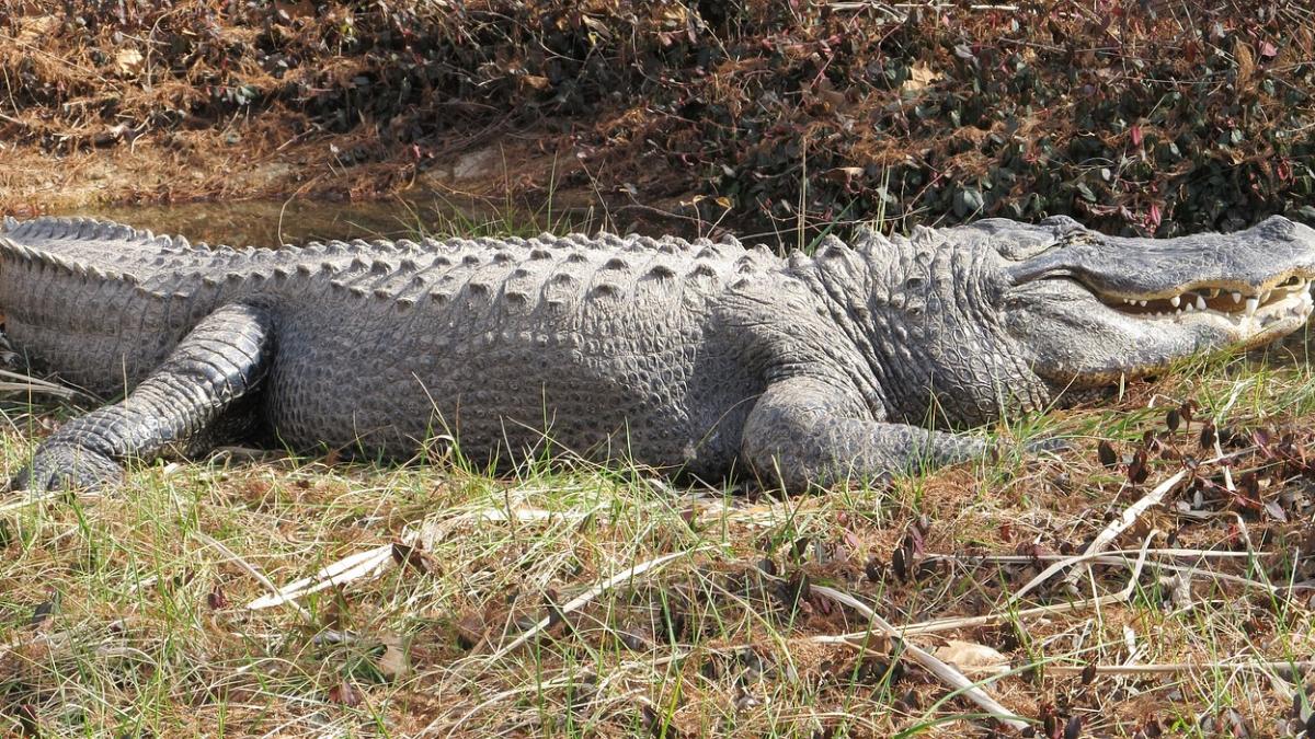au vanat un aligator care avea o umflatura neobisnuita in abdomen ce au descoperit cand l au
