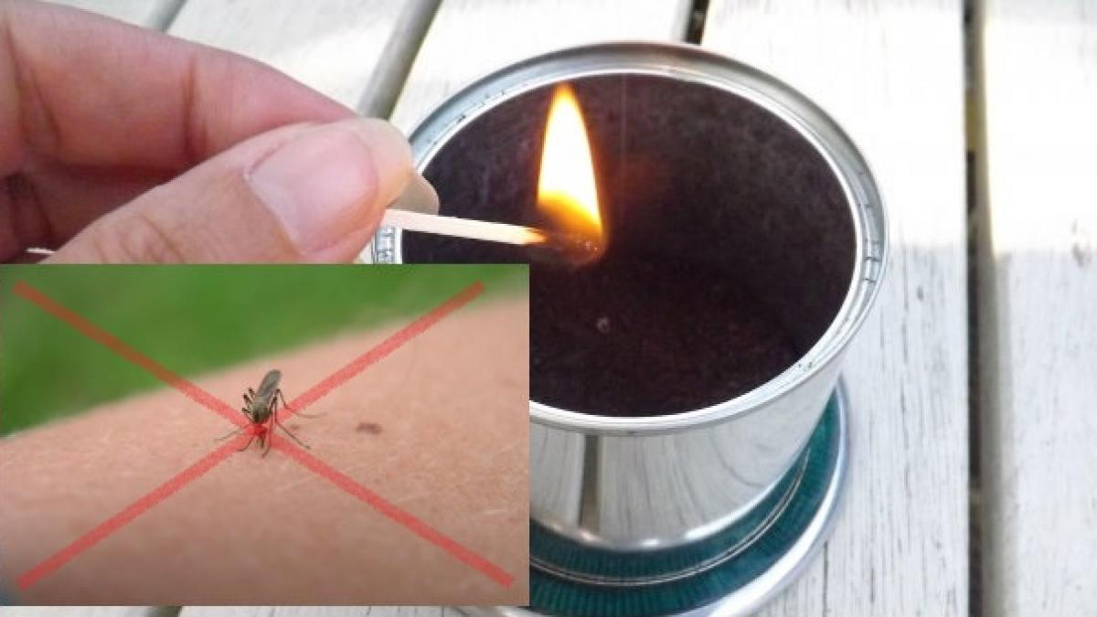 cel mai mare cosmar al verii a luat sfarsit cum sa scapi de tantari si muste cu ajutorul cafelei