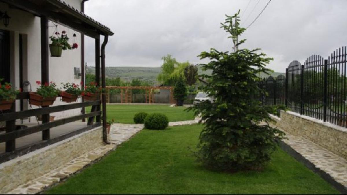 de ce nu e bine sa plantezi un brad langa casa secretul din spatele acestei superstitii