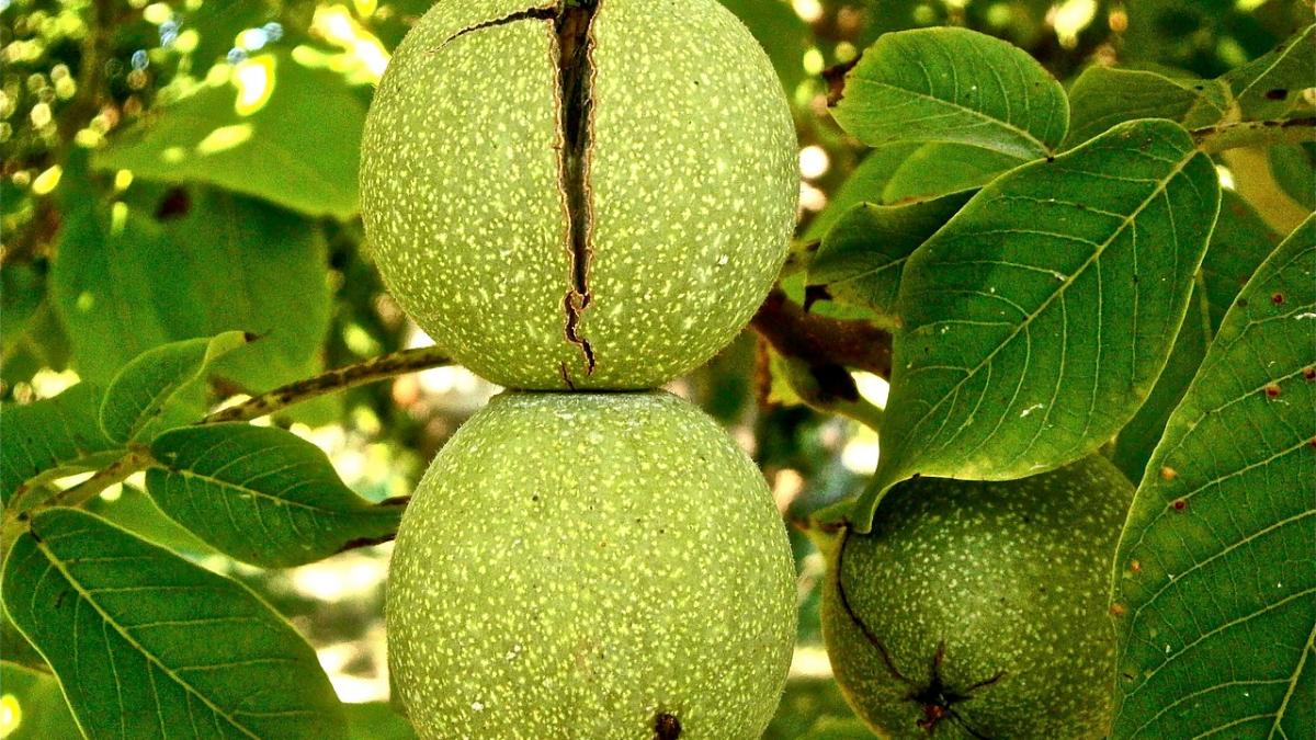 si a pus frunze de nuc pe genunchi incredibil ce i s a intamplat dupa doar 20 de minute