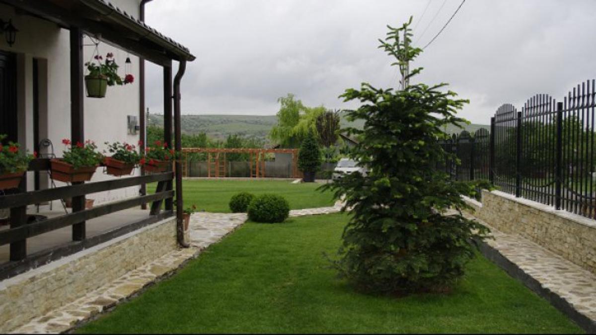 de ce nu e bine sa plantezi un brad langa casa secretul din spatele acestei superstitii