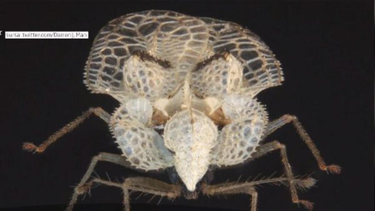 un nou tip de insecta a invadat capitala intepatura ei poate provoca alergii grave