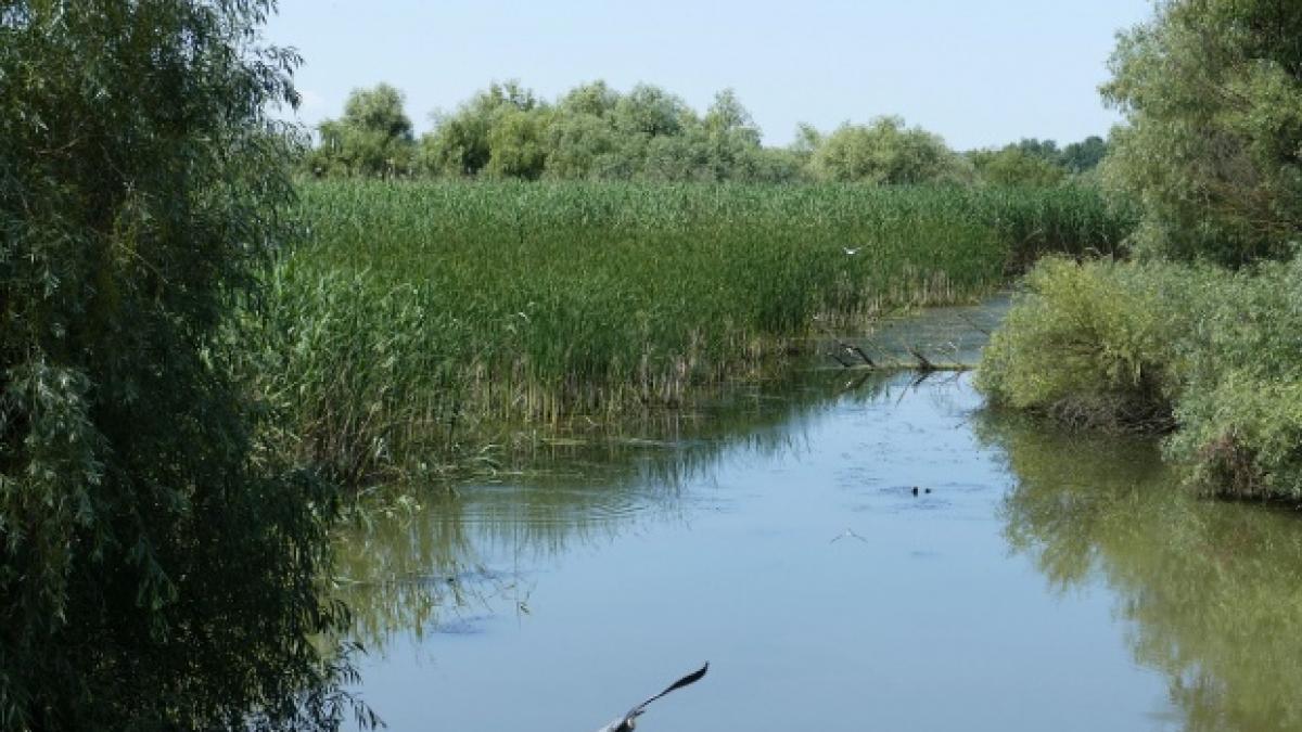 descoperire socanta cadavrul unui barbat a fost gasit prins in crengile copacilor de pe malul