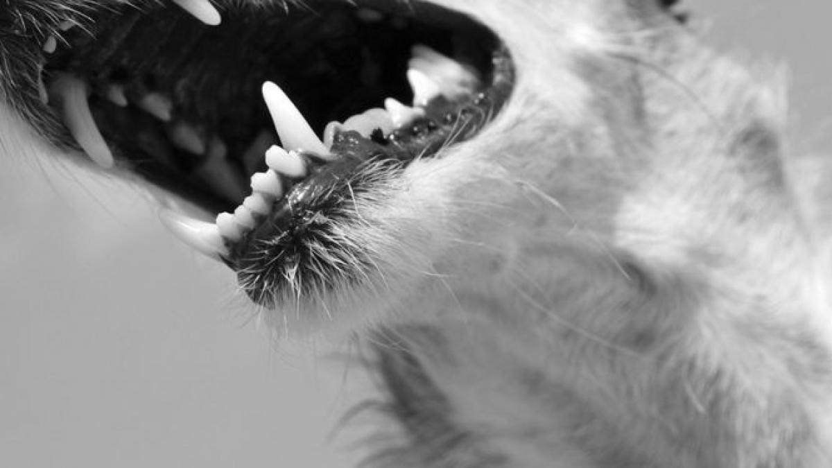 caz socant ancheta de amploare dupa ce un copil de patru ani a fost ucis de cainele unchiului sau