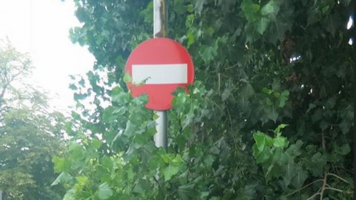 aparitie inedita pe o strada din constanta oamenilor nu le a venit sa creada ce vad foto