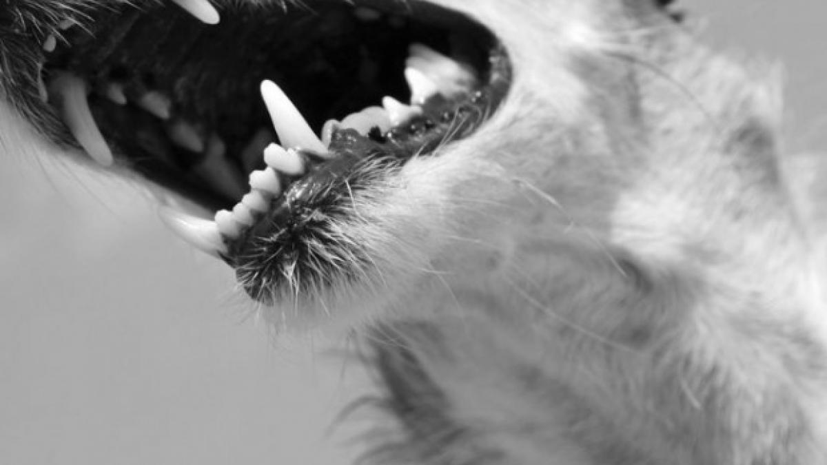 se extinde ancheta in cazul copilului ucis de un caine de lupta ce s a aflat despre mama baiatului