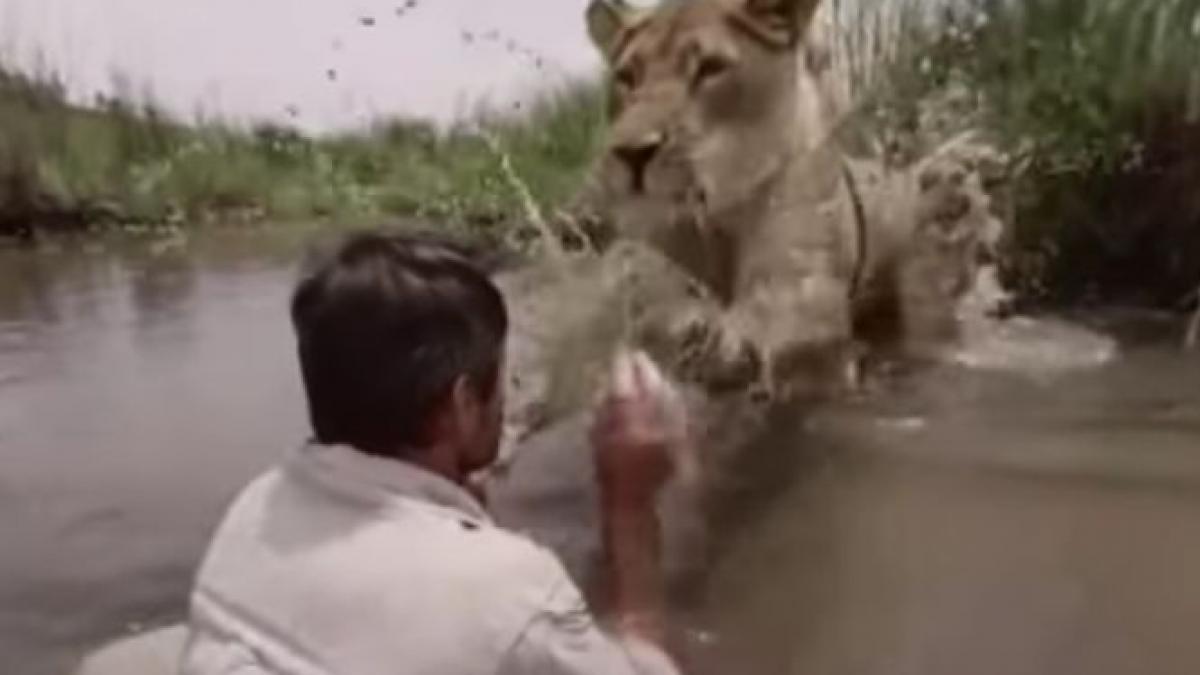leul s a aruncat peste barbatul din apa a urmat ceva de necrezut cum e posibil asa ceva video