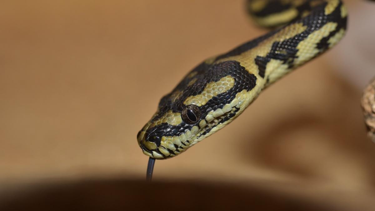 mai multi serpi veninosi au fost descoperiti in colete postale in australia