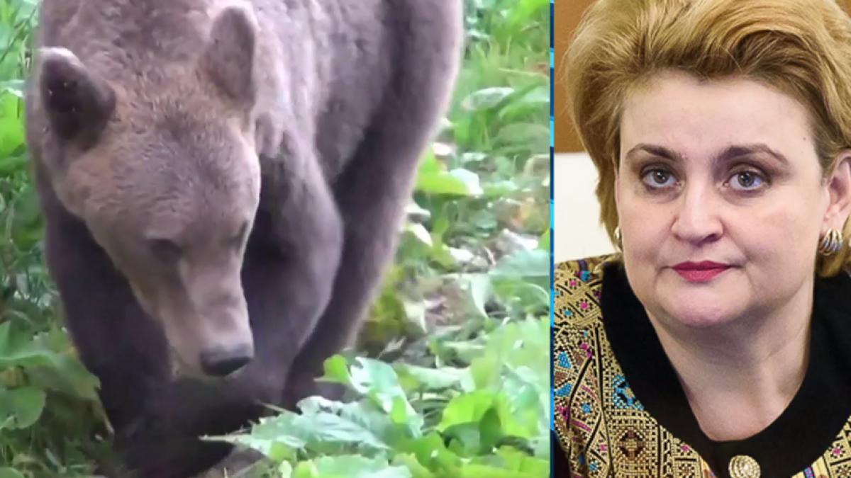 scandal in romania 140 de ursi impuscati la comanda ministrul mediului explica decizia