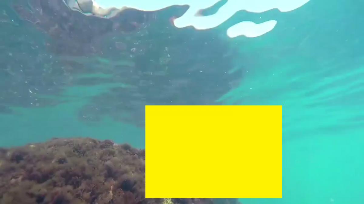 imagini rare suprinse pe litoralul romanesc aceasta creatura este intalnita de obicei in oceanul