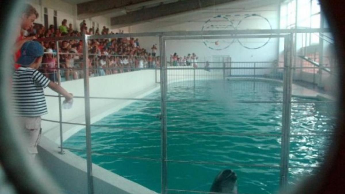 este alerta la delfinariul din constanta delfinii au devenit agresivi