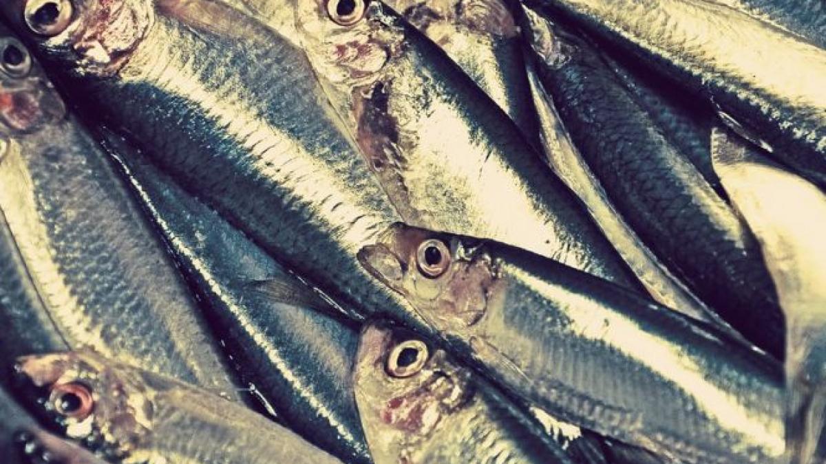 pesti morti pe raul bratia in judetul arges cetatenii au sunat speriati la politie