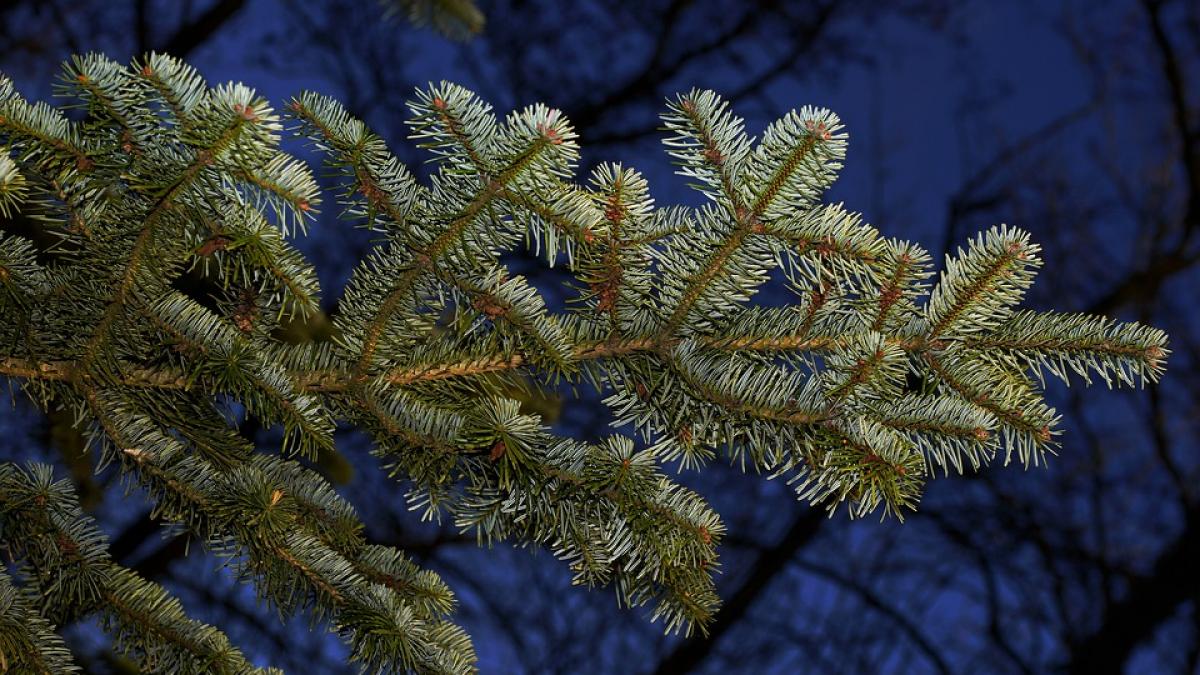 efectul miraculos pe care il are mirosul de brad asupra noastra