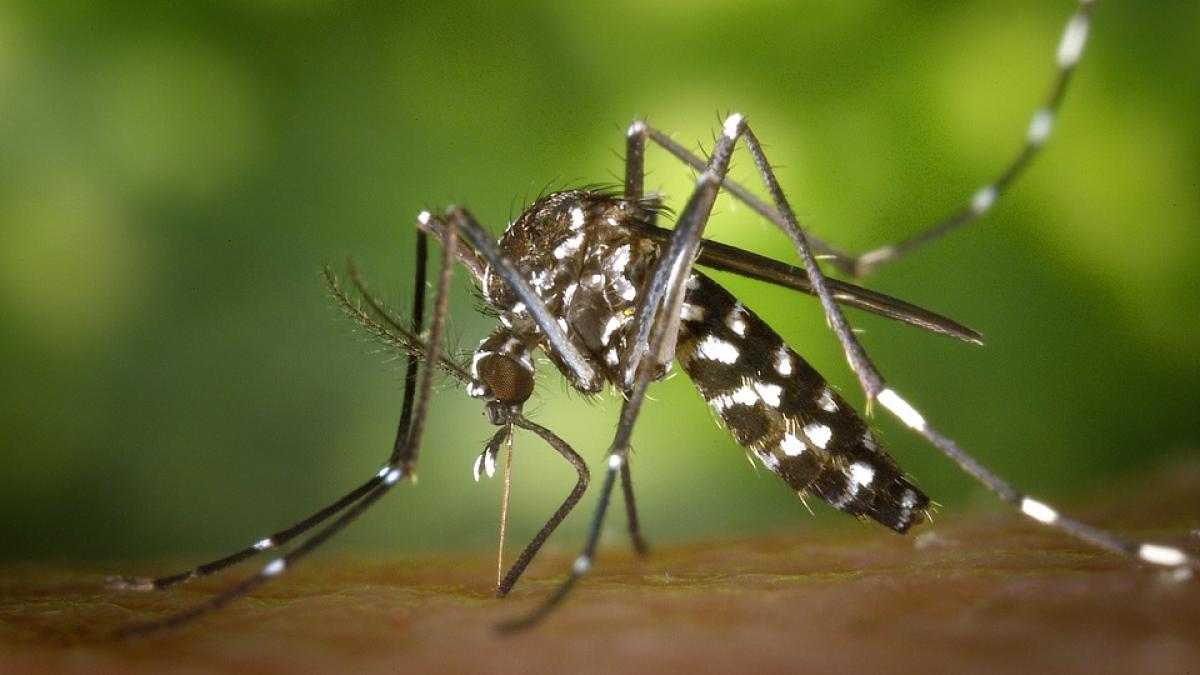 primul caz de infectare cu virusul west nile transmis de tantarul tigru asiatic a fost confirmat la