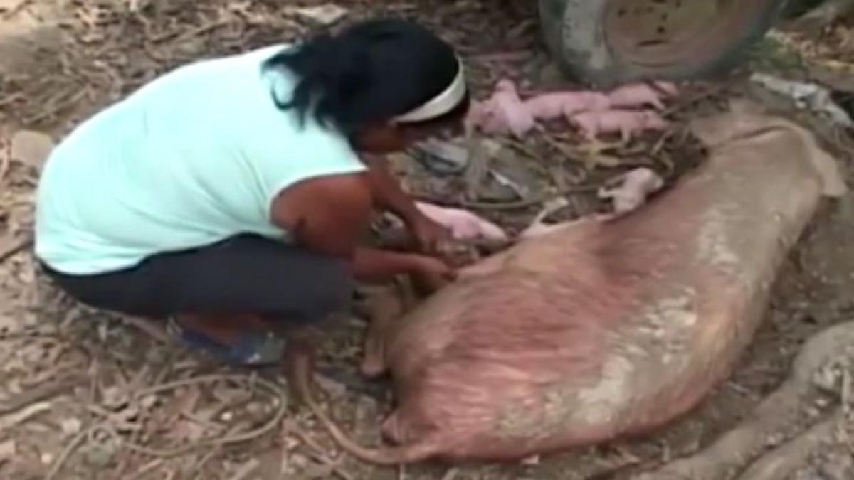 scroafa lor a adus pe lume 10 purcelusi s au dus cu totii sa i vada dar au avut un soc ce au gasit