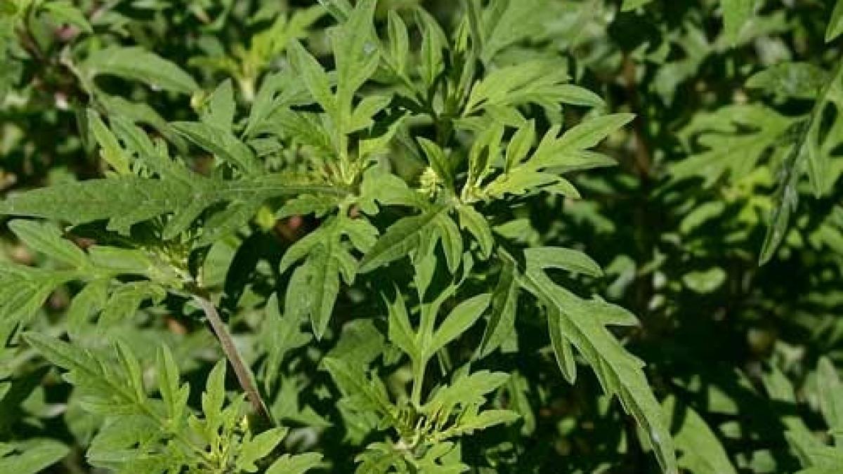 legea impotriva ambroziei a fost adoptata ce amenzi risca cei care au in curte asa ceva