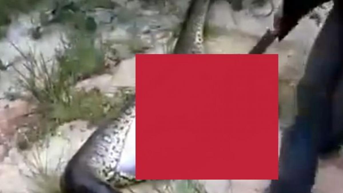 a taiat burta unui sarpe urias nicio clipa nu se astepta sa descopere insa asta foto