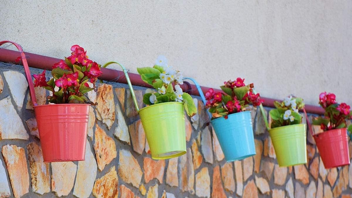 adevarati vampiri energetici ce plante nu trebuie sa tii in apartament
