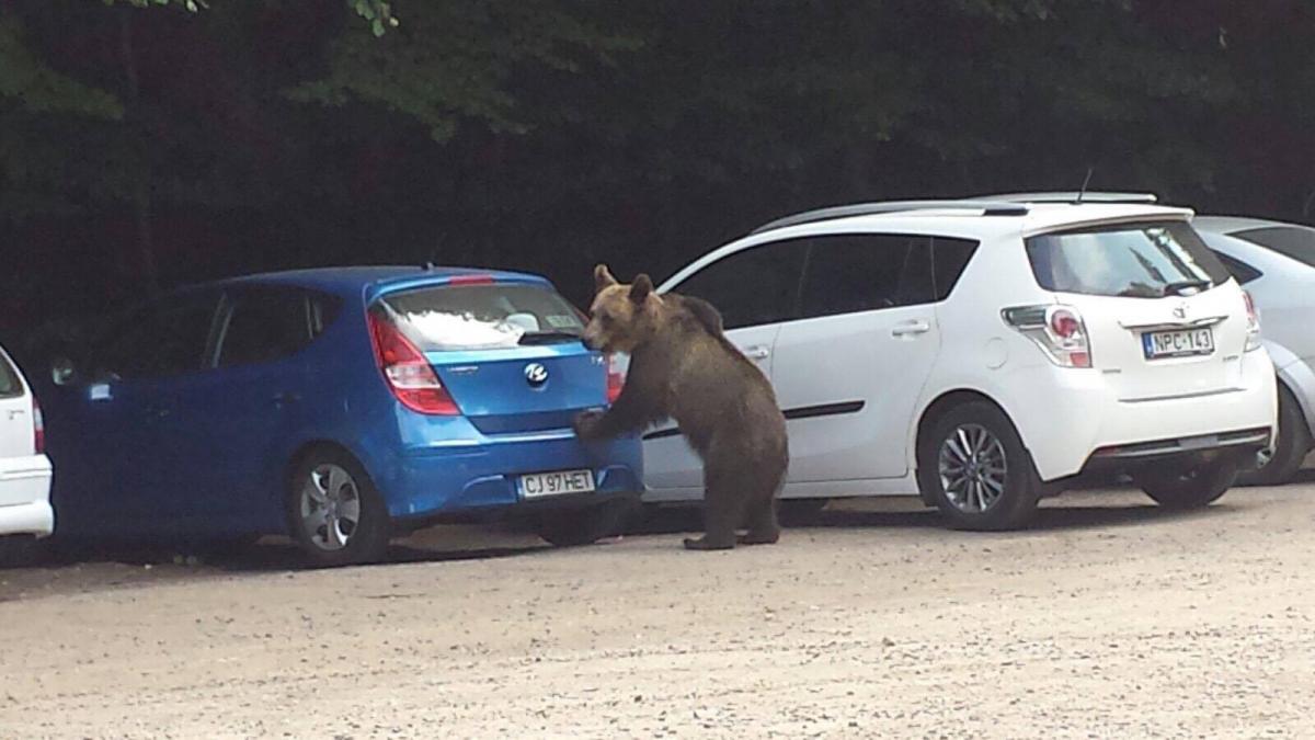 scene inspaimantatoare in zona lacului sfanta ana turistii au scos telefoanele si au inceput sa