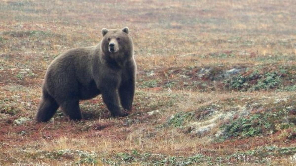 cativa tineri s au intalnit cu un urs in localitatea sibiana gales cum s au distrat pe seama