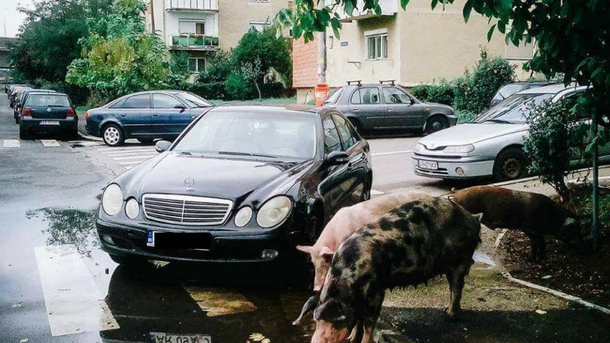 imaginea care l a pus in incurcatura pe un politist cine trebuie amendat mai intai soferul care a