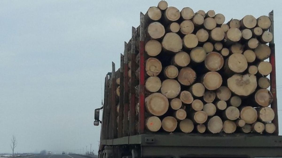 perchezitii in maramures la hotii de lemne mai multe persoane sunt banuite de taieri ilegale si