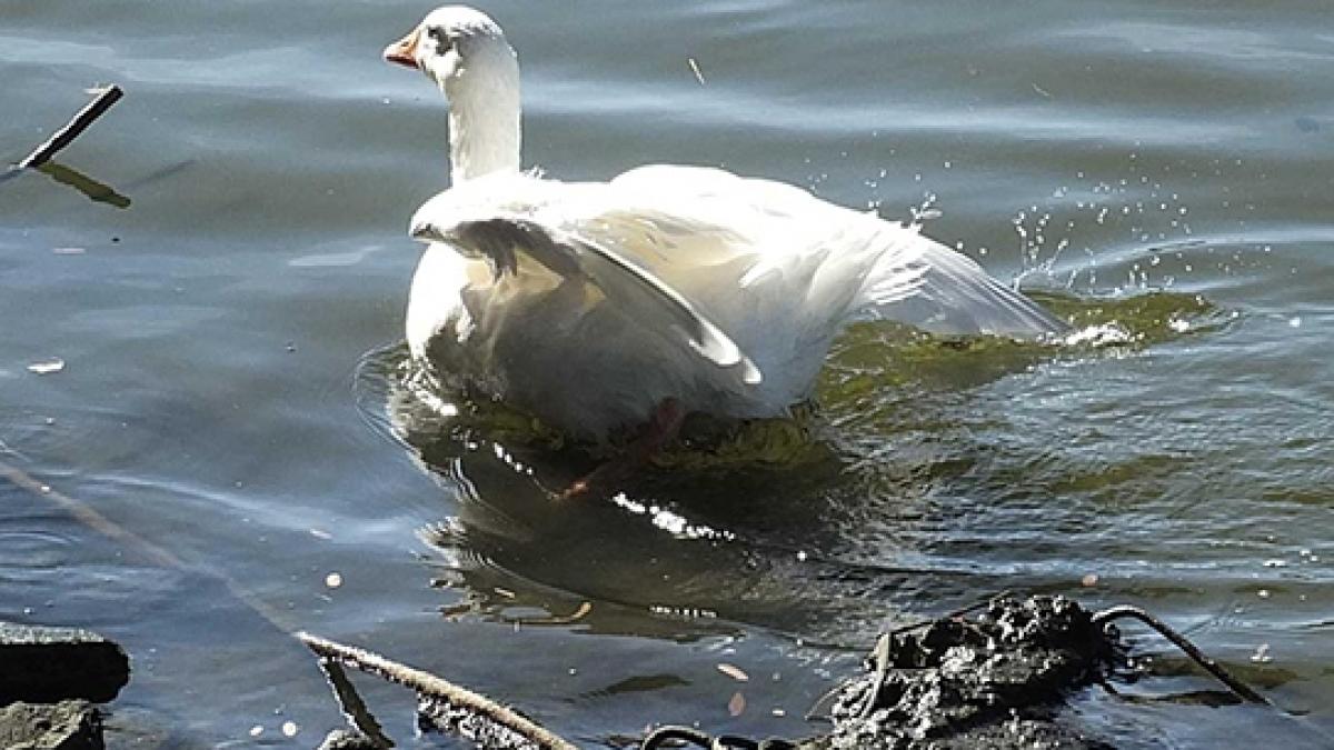 o romanca a furat un gansac mascota ca sa l gateasca cum s a sfarsit totul