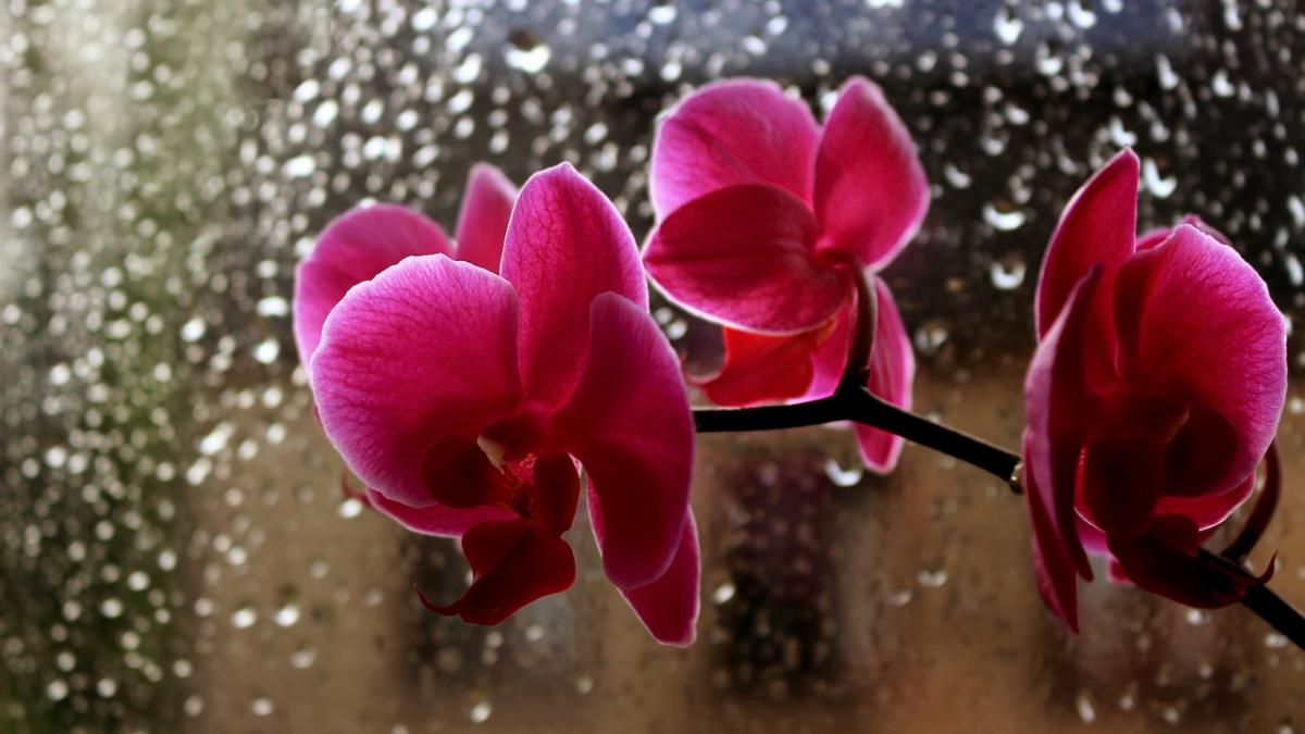 vampirii energetici pe care ii tinem in apartament