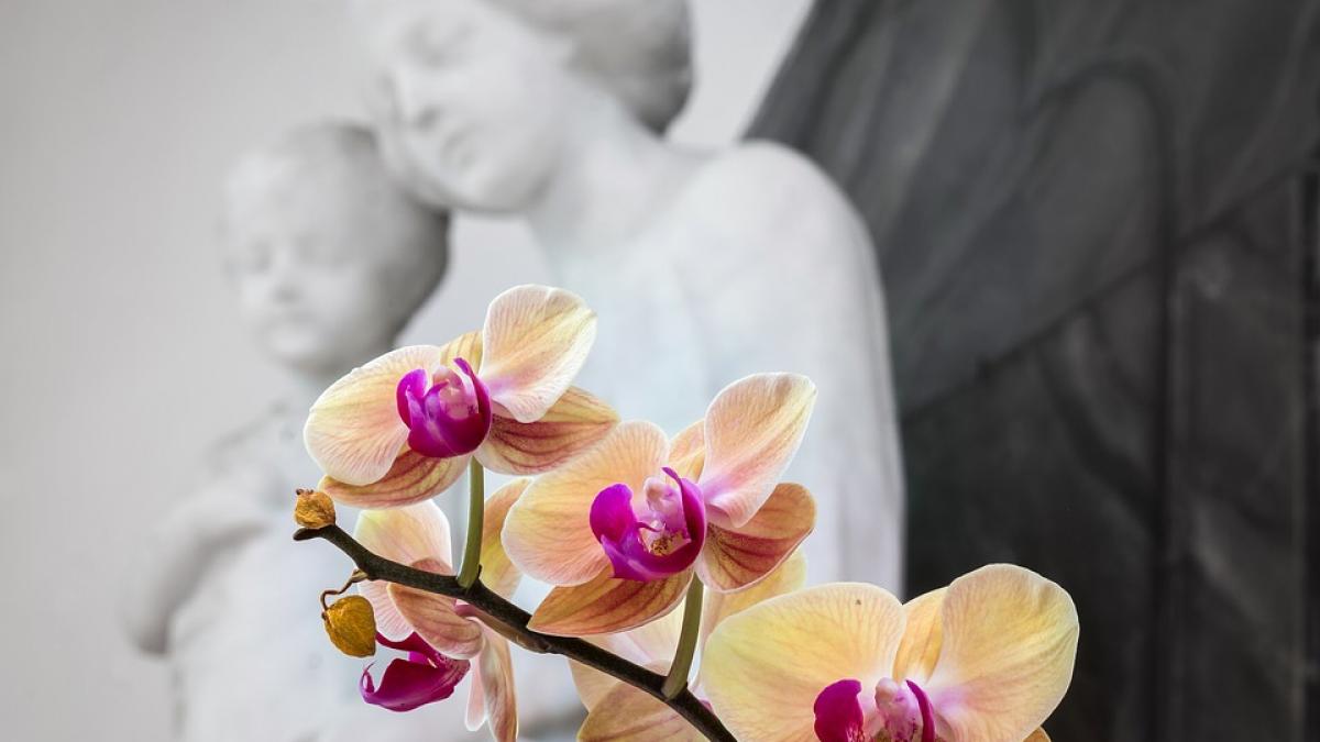 mesaje si urari haioase de sfanta maria