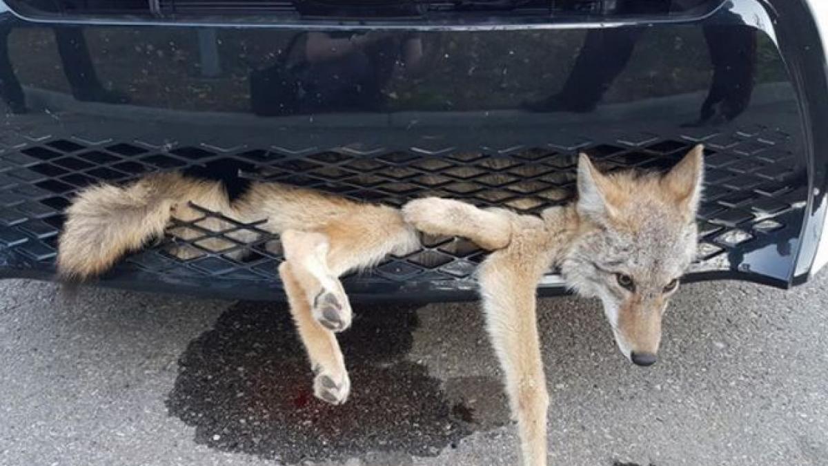 a dat cu masina peste un coiot in drum spre serviciu am crezut ca l am omorat la prima intersectie