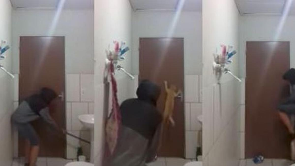 a adus o pisica pentru a scapa de sobolanul din baie ce a urmat e ireal video