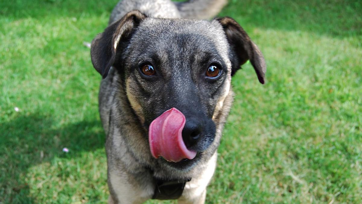 a mers de urgenta la spital dupa ce si a lasat cainele sa o linga pe fata medicii au fost socati